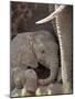 Baby African Elephant (Loxodonta Africana), Kruger National Park, South Africa, Africa-James Hager-Mounted Photographic Print