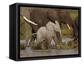 Baby African Elephant (Loxodonta Africana), Serengeti National Park, Tanzania, East Africa, Africa-James Hager-Framed Stretched Canvas