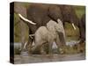 Baby African Elephant (Loxodonta Africana), Serengeti National Park, Tanzania, East Africa, Africa-James Hager-Stretched Canvas