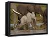 Baby African Elephant (Loxodonta Africana), Serengeti National Park, Tanzania, East Africa, Africa-James Hager-Framed Stretched Canvas