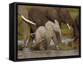 Baby African Elephant (Loxodonta Africana), Serengeti National Park, Tanzania, East Africa, Africa-James Hager-Framed Stretched Canvas