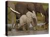 Baby African Elephant (Loxodonta Africana), Serengeti National Park, Tanzania, East Africa, Africa-James Hager-Stretched Canvas