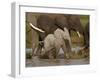 Baby African Elephant (Loxodonta Africana), Serengeti National Park, Tanzania, East Africa, Africa-James Hager-Framed Premium Photographic Print