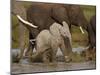 Baby African Elephant (Loxodonta Africana), Serengeti National Park, Tanzania, East Africa, Africa-James Hager-Mounted Premium Photographic Print