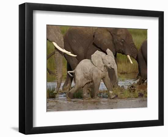 Baby African Elephant (Loxodonta Africana), Serengeti National Park, Tanzania, East Africa, Africa-James Hager-Framed Photographic Print