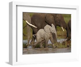 Baby African Elephant (Loxodonta Africana), Serengeti National Park, Tanzania, East Africa, Africa-James Hager-Framed Photographic Print