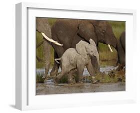 Baby African Elephant (Loxodonta Africana), Serengeti National Park, Tanzania, East Africa, Africa-James Hager-Framed Photographic Print