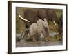 Baby African Elephant (Loxodonta Africana), Serengeti National Park, Tanzania, East Africa, Africa-James Hager-Framed Photographic Print