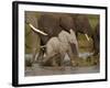 Baby African Elephant (Loxodonta Africana), Serengeti National Park, Tanzania, East Africa, Africa-James Hager-Framed Photographic Print