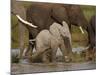 Baby African Elephant (Loxodonta Africana), Serengeti National Park, Tanzania, East Africa, Africa-James Hager-Mounted Photographic Print