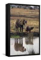 Baby African Elephant with Mother Drinking from River-DLILLC-Framed Stretched Canvas