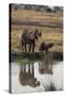 Baby African Elephant with Mother Drinking from River-DLILLC-Stretched Canvas