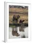 Baby African Elephant with Mother Drinking from River-DLILLC-Framed Photographic Print