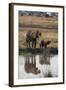 Baby African Elephant with Mother Drinking from River-DLILLC-Framed Photographic Print