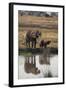 Baby African Elephant with Mother Drinking from River-DLILLC-Framed Photographic Print