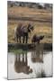 Baby African Elephant with Mother Drinking from River-DLILLC-Mounted Photographic Print