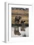 Baby African Elephant with Mother Drinking from River-DLILLC-Framed Photographic Print