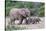 Baby African Elephants and Mom-Four Oaks-Stretched Canvas