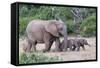 Baby African Elephants and Mom-Four Oaks-Framed Stretched Canvas