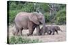 Baby African Elephants and Mom-Four Oaks-Stretched Canvas
