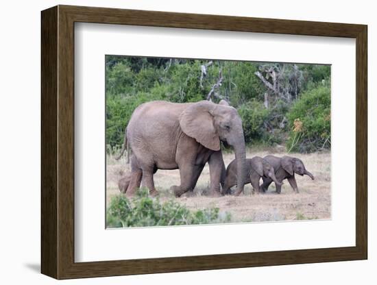 Baby African Elephants and Mom-Four Oaks-Framed Photographic Print