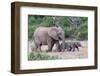 Baby African Elephants and Mom-Four Oaks-Framed Photographic Print