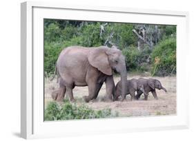 Baby African Elephants and Mom-Four Oaks-Framed Photographic Print