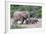 Baby African Elephants and Mom-Four Oaks-Framed Photographic Print