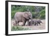 Baby African Elephants and Mom-Four Oaks-Framed Photographic Print