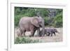 Baby African Elephants and Mom-Four Oaks-Framed Photographic Print
