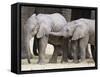 Baby African Elephants, Loxodonta Africana, Etosha National Park, Namibia, Africa-Ann & Steve Toon-Framed Stretched Canvas