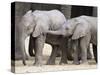 Baby African Elephants, Loxodonta Africana, Etosha National Park, Namibia, Africa-Ann & Steve Toon-Stretched Canvas