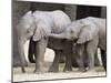 Baby African Elephants, Loxodonta Africana, Etosha National Park, Namibia, Africa-Ann & Steve Toon-Mounted Photographic Print