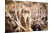 Baby albatross on Epanola Island, Galapagos Islands, Ecuador, South America-Laura Grier-Mounted Photographic Print