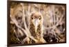 Baby albatross on Epanola Island, Galapagos Islands, Ecuador, South America-Laura Grier-Framed Photographic Print