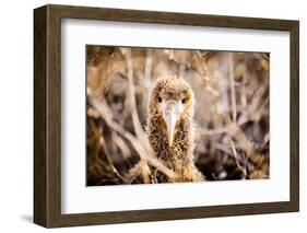 Baby albatross on Epanola Island, Galapagos Islands, Ecuador, South America-Laura Grier-Framed Photographic Print