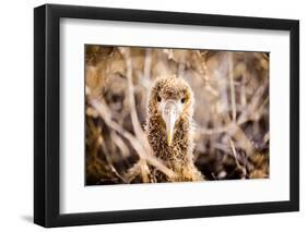 Baby albatross on Epanola Island, Galapagos Islands, Ecuador, South America-Laura Grier-Framed Photographic Print