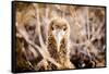 Baby albatross on Epanola Island, Galapagos Islands, Ecuador, South America-Laura Grier-Framed Stretched Canvas