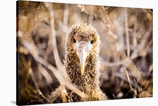 Baby albatross on Epanola Island, Galapagos Islands, Ecuador, South America-Laura Grier-Stretched Canvas