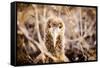 Baby albatross on Epanola Island, Galapagos Islands, Ecuador, South America-Laura Grier-Framed Stretched Canvas