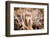 Baby albatross on Epanola Island, Galapagos Islands, Ecuador, South America-Laura Grier-Framed Premium Photographic Print