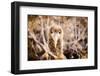 Baby albatross on Epanola Island, Galapagos Islands, Ecuador, South America-Laura Grier-Framed Premium Photographic Print