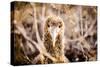 Baby albatross on Epanola Island, Galapagos Islands, Ecuador, South America-Laura Grier-Stretched Canvas