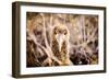 Baby albatross on Epanola Island, Galapagos Islands, Ecuador, South America-Laura Grier-Framed Photographic Print