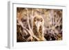 Baby albatross on Epanola Island, Galapagos Islands, Ecuador, South America-Laura Grier-Framed Photographic Print