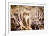 Baby albatross on Epanola Island, Galapagos Islands, Ecuador, South America-Laura Grier-Framed Photographic Print