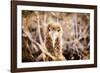 Baby albatross on Epanola Island, Galapagos Islands, Ecuador, South America-Laura Grier-Framed Photographic Print