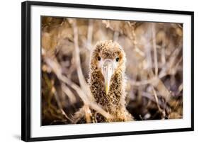 Baby albatross on Epanola Island, Galapagos Islands, Ecuador, South America-Laura Grier-Framed Photographic Print