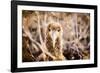 Baby albatross on Epanola Island, Galapagos Islands, Ecuador, South America-Laura Grier-Framed Photographic Print