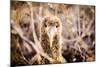 Baby albatross on Epanola Island, Galapagos Islands, Ecuador, South America-Laura Grier-Mounted Photographic Print